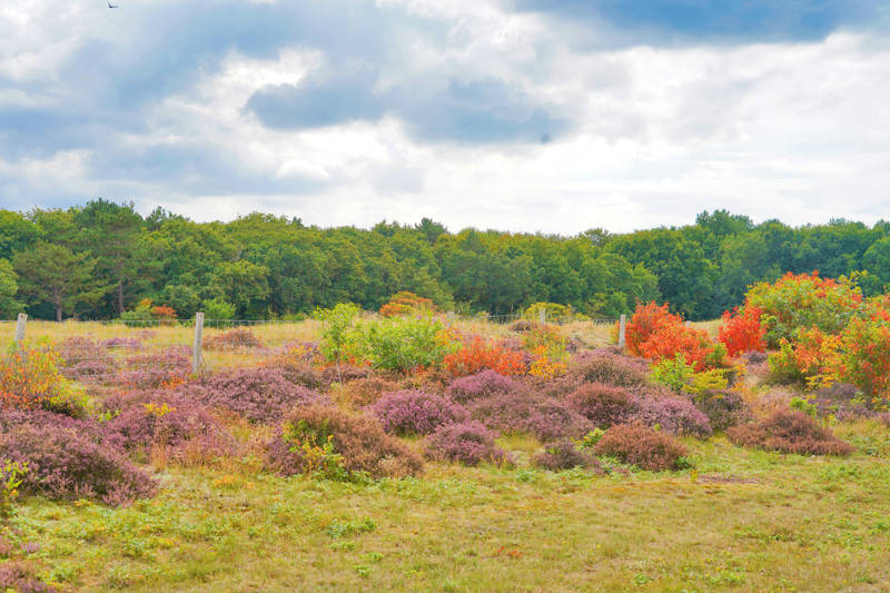 Herfst en Heide Callantsoog
